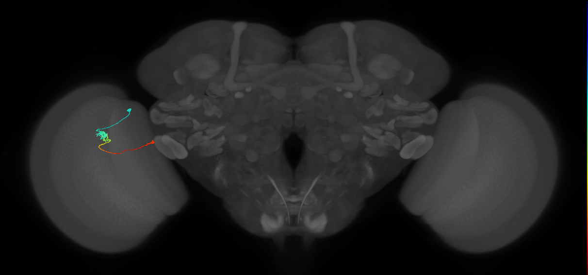Tm20_L (MaleCNS:513071)