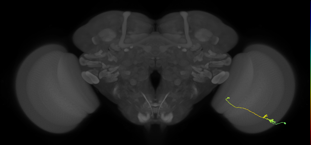 Tm20_R (MaleCNS:78757)