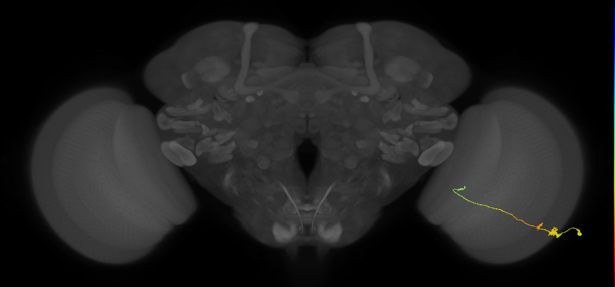 Tm20_R (MaleCNS:82683)