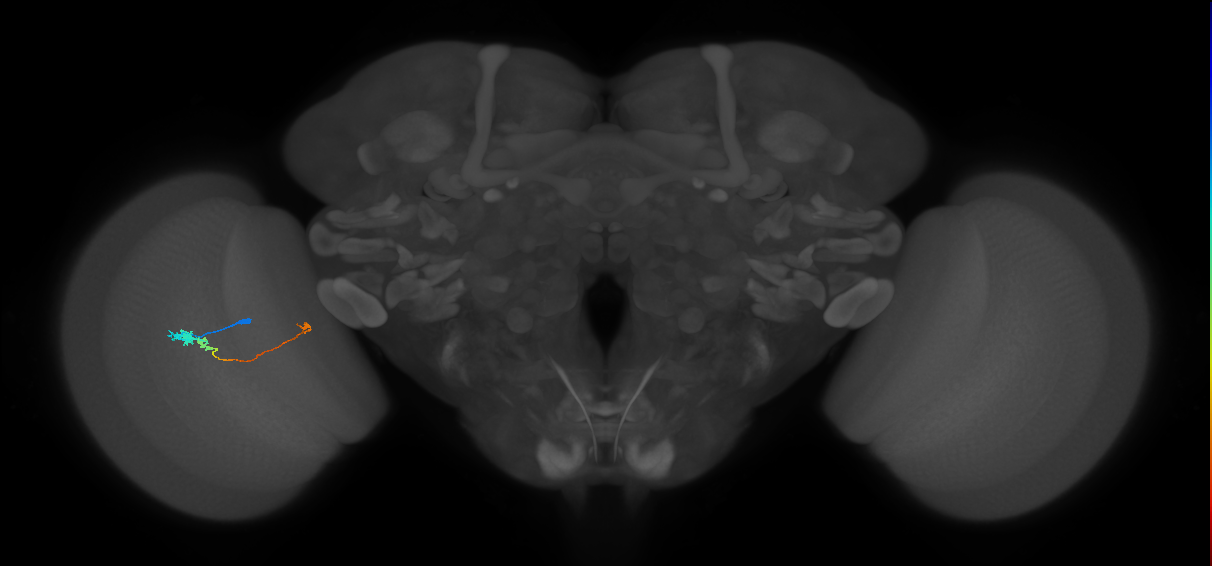 Tm20_L (MaleCNS:139096)