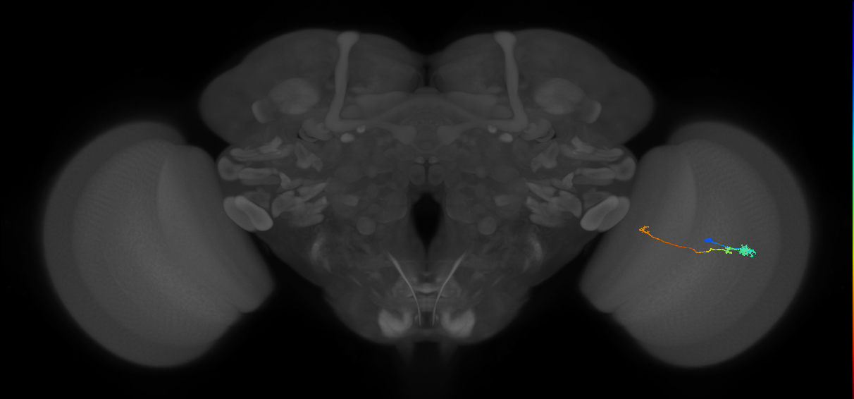 Tm20_R (MaleCNS:90585)