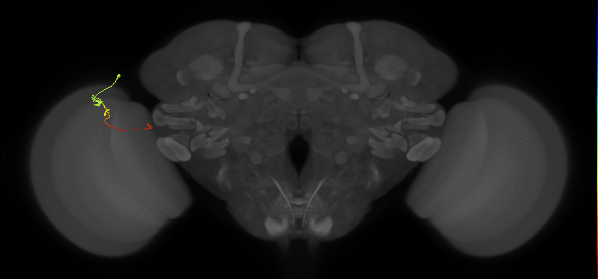 Tm20_L (MaleCNS:183680)