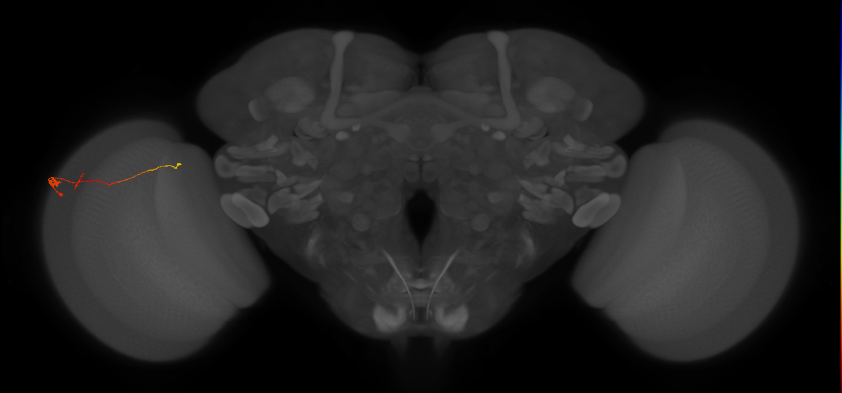 Tm20_L (MaleCNS:167715)