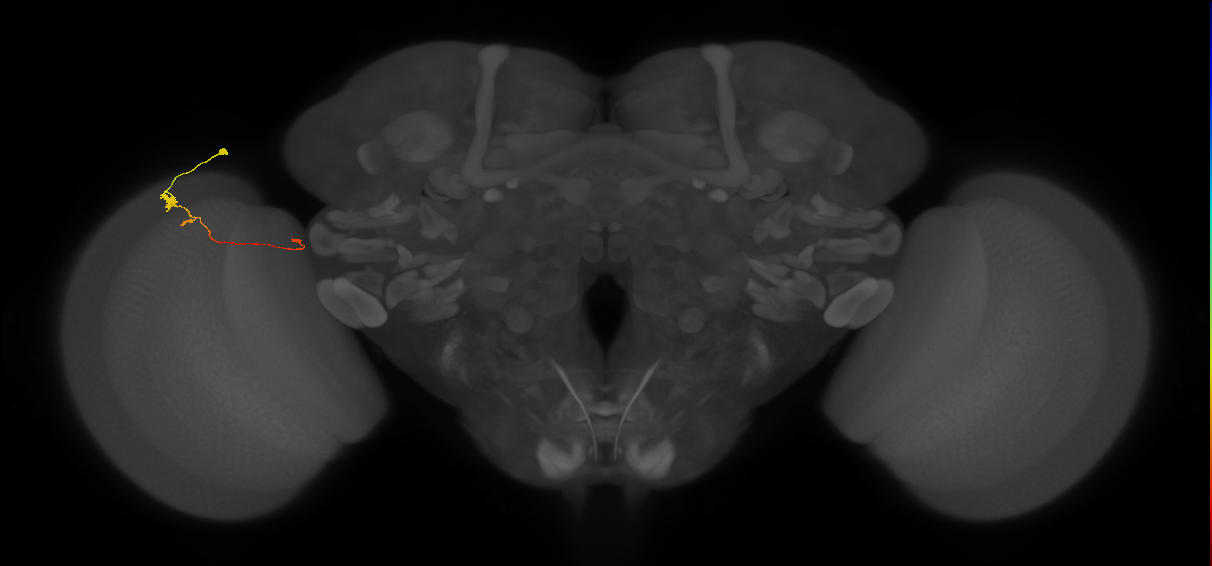 Tm20_L (MaleCNS:551827)