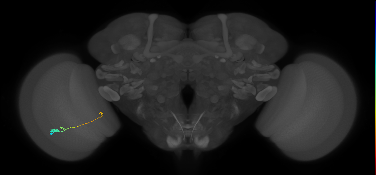 Tm20_L (MaleCNS:100571)