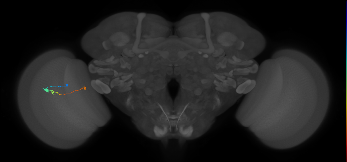Tm20_L (MaleCNS:161161)