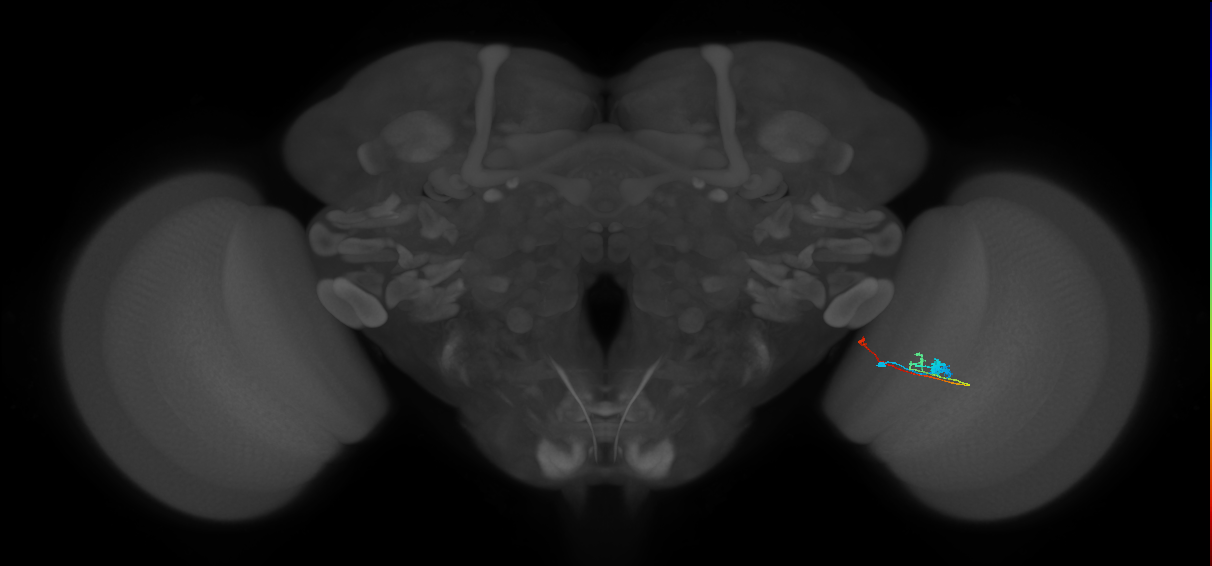 Tm20_R (MaleCNS:128029)