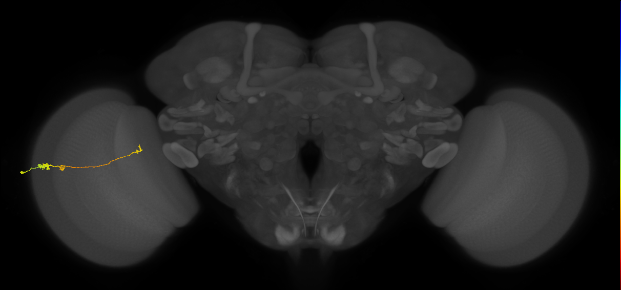 Tm20_L (MaleCNS:119323)