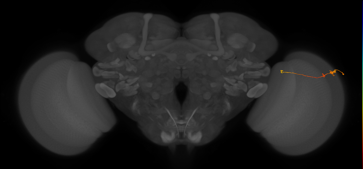 Tm20_R (MaleCNS:127250)