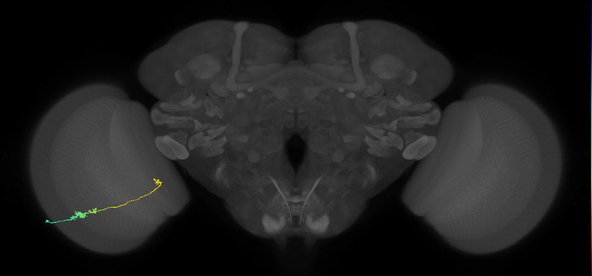 Tm20_L (MaleCNS:91354)