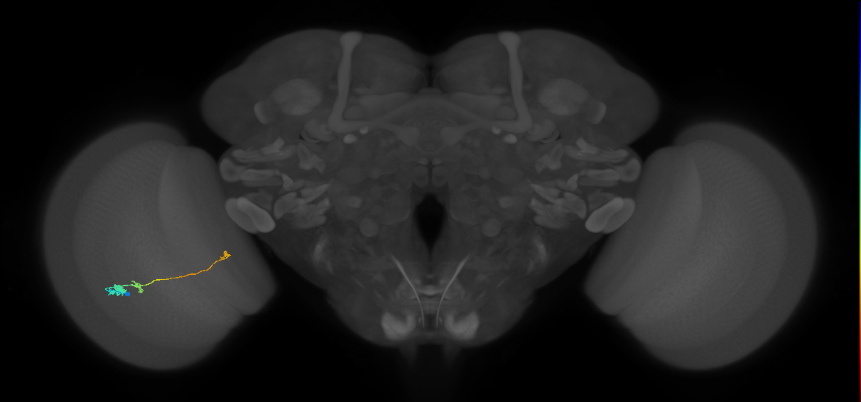 Tm20_L (MaleCNS:561502)