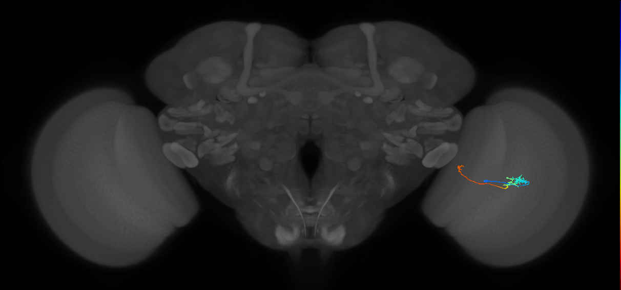 Tm20_R (MaleCNS:110038)