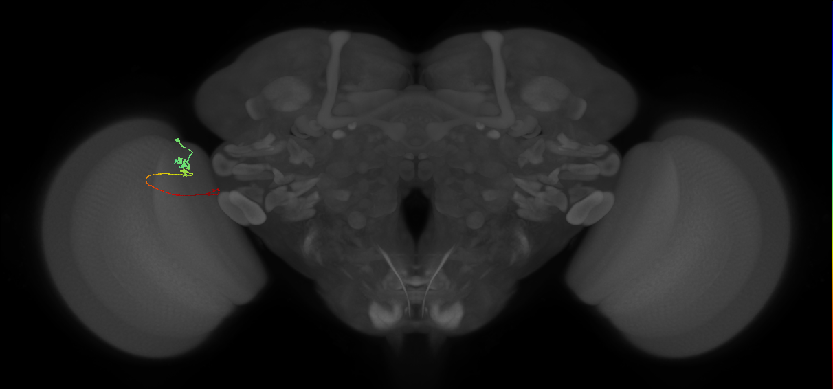 Tm20_L (MaleCNS:212202)