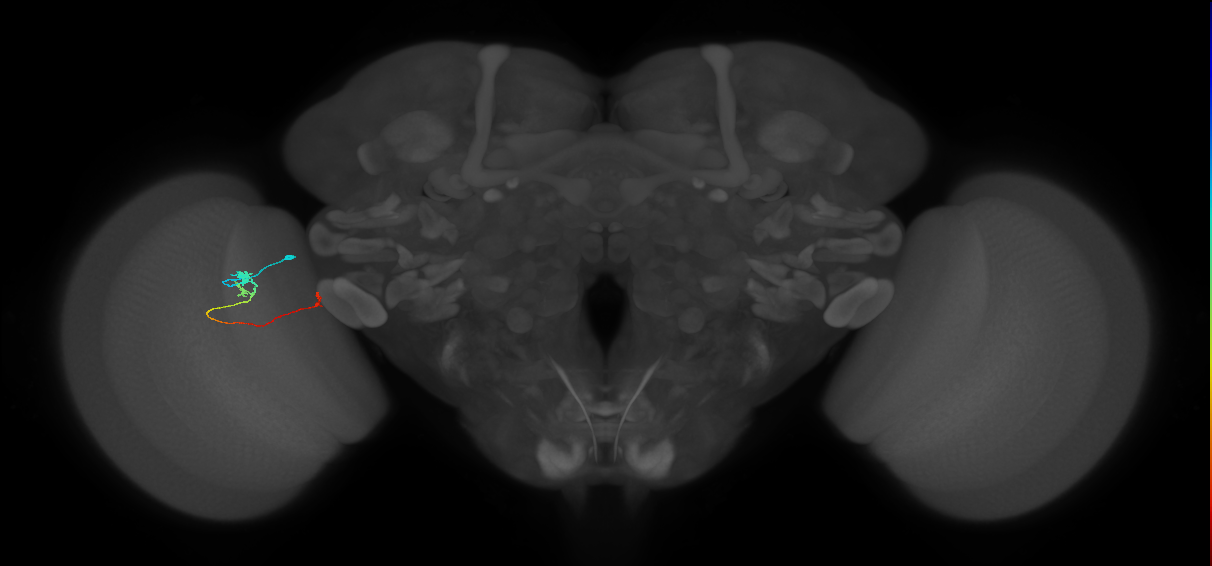 Tm20_L (MaleCNS:530321)