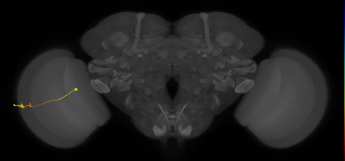 Tm20_L (MaleCNS:513141)