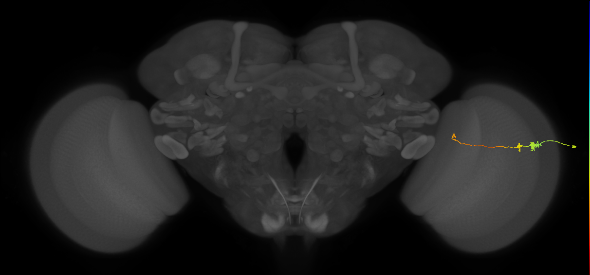 Tm20_R (MaleCNS:117903)