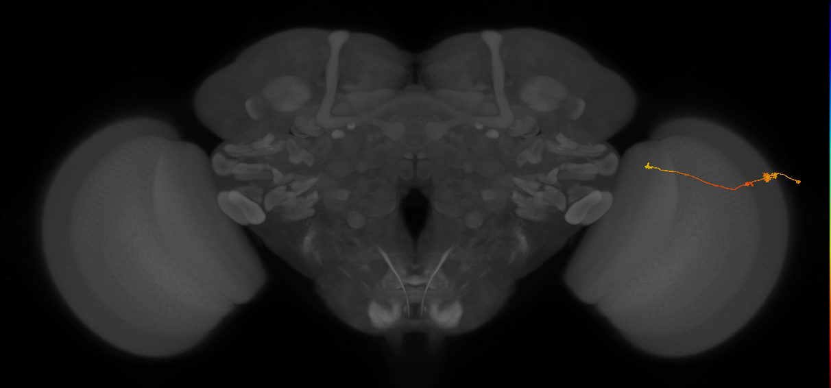Tm20_R (MaleCNS:124426)