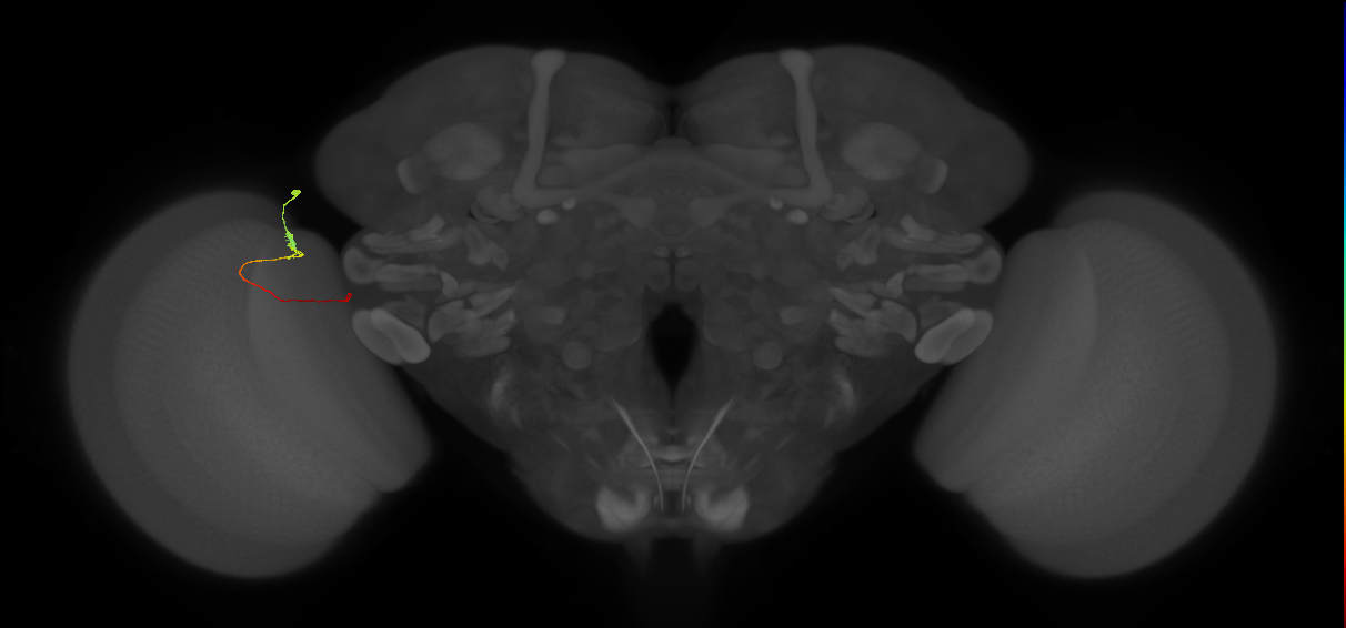 Tm20_L (MaleCNS:217857)