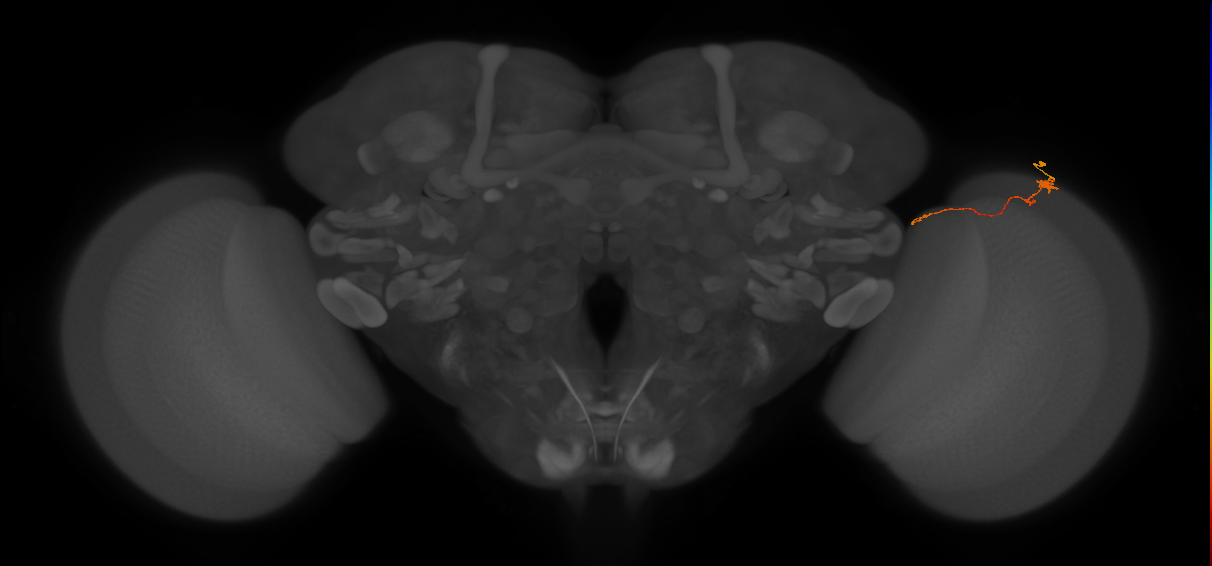 Tm20_R (MaleCNS:146342)