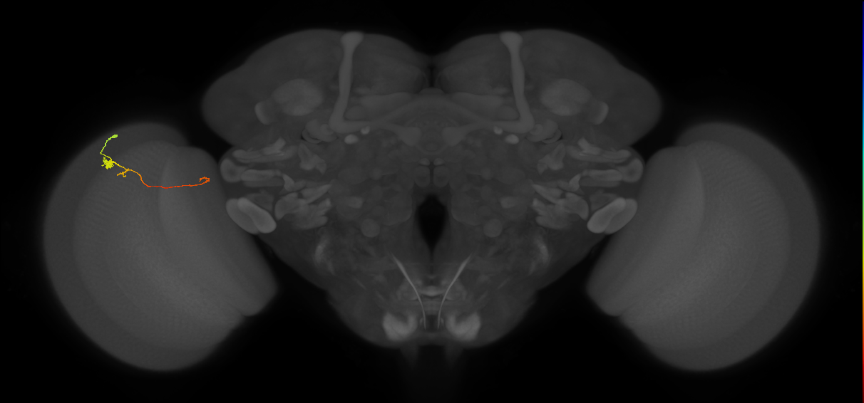 Tm20_L (MaleCNS:135669)