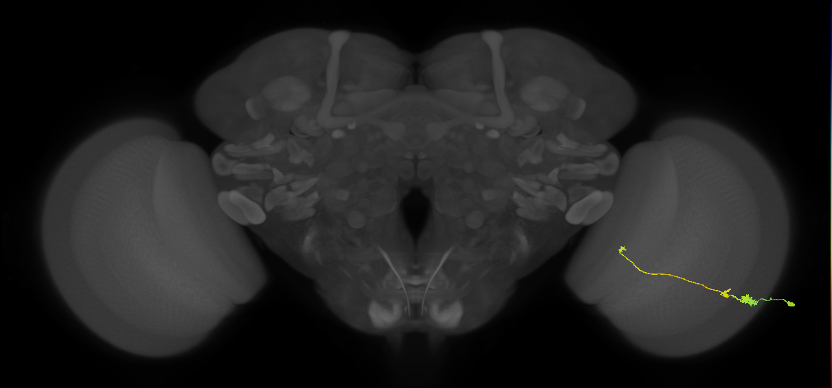 Tm20_R (MaleCNS:74795)