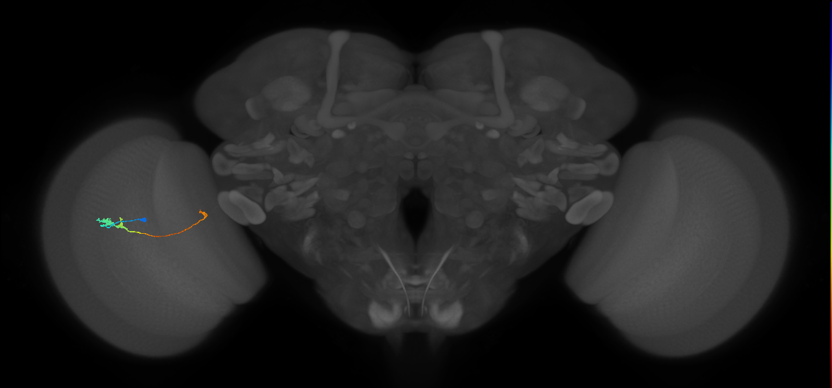 Tm20_L (MaleCNS:532183)
