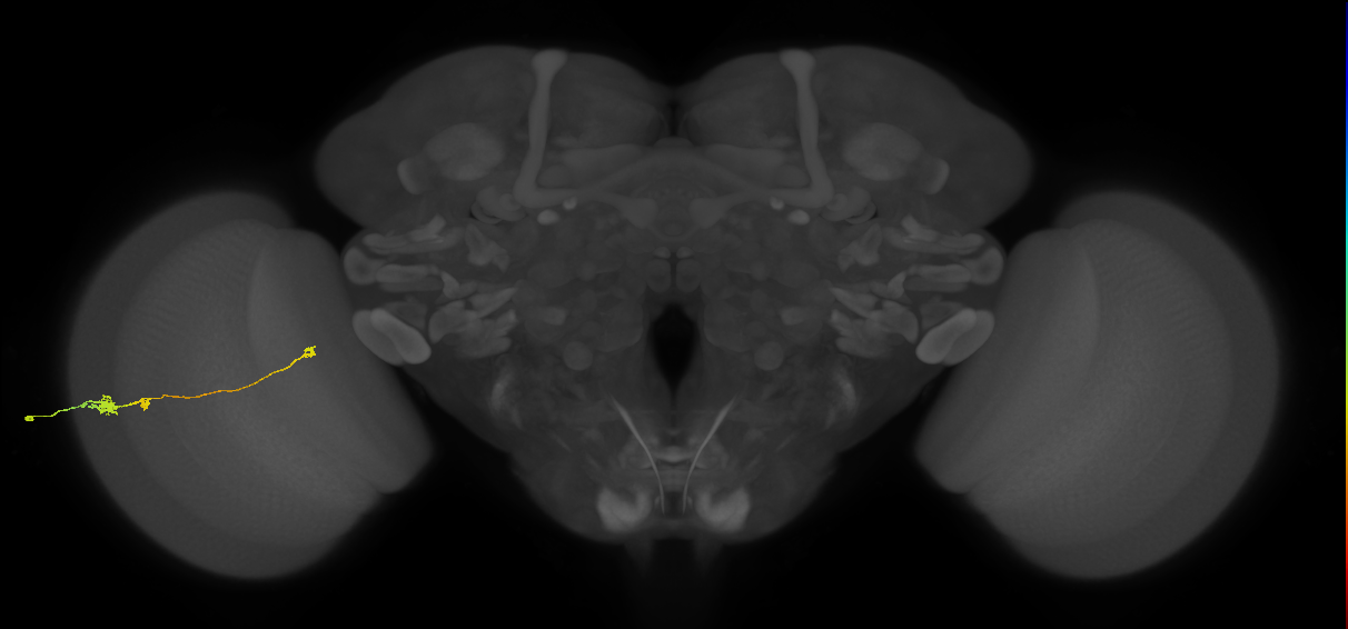 Tm20_L (MaleCNS:536180)