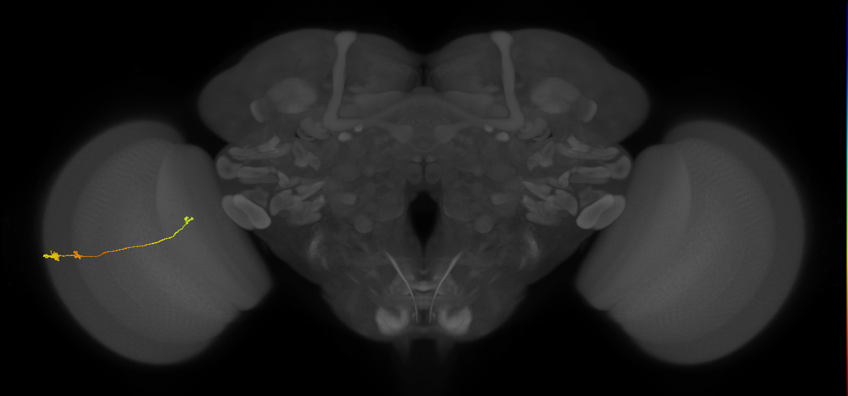 Tm20_L (MaleCNS:561077)