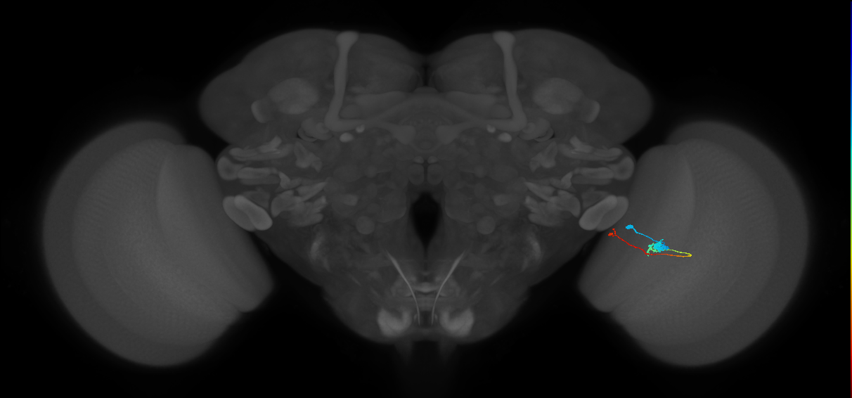 Tm20_R (MaleCNS:120671)