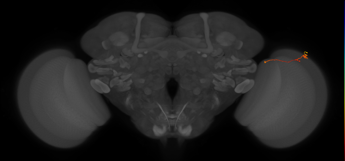 Tm20_R (MaleCNS:128784)