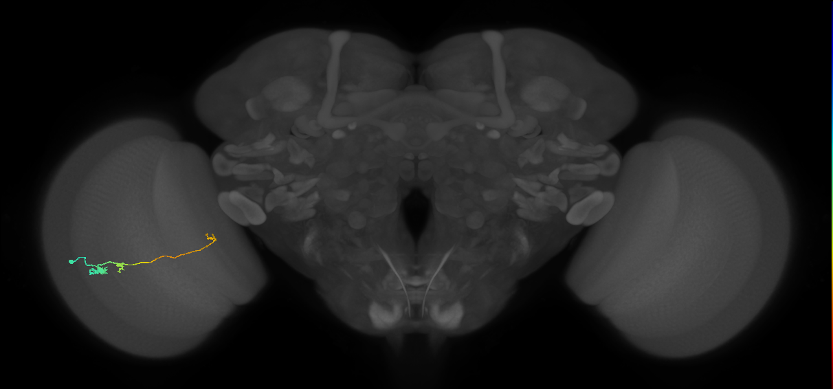 Tm20_L (MaleCNS:65169)