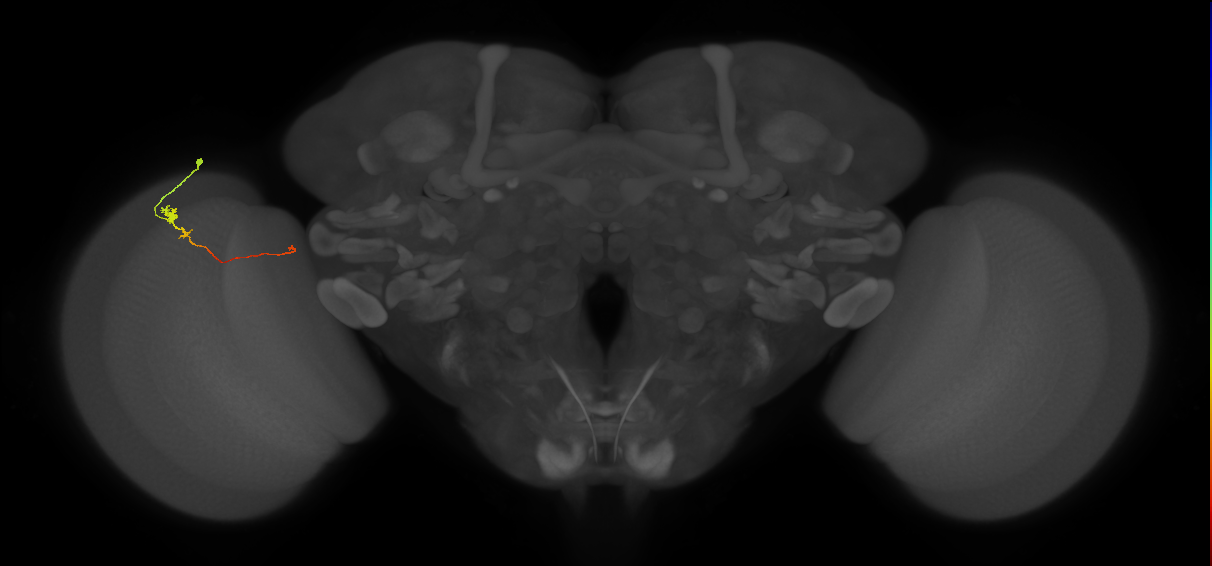 Tm20_L (MaleCNS:135029)