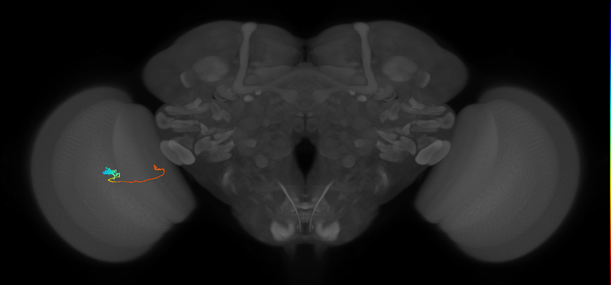 Tm20_L (MaleCNS:521557)