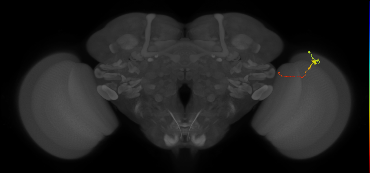 Tm20_R (MaleCNS:123925)