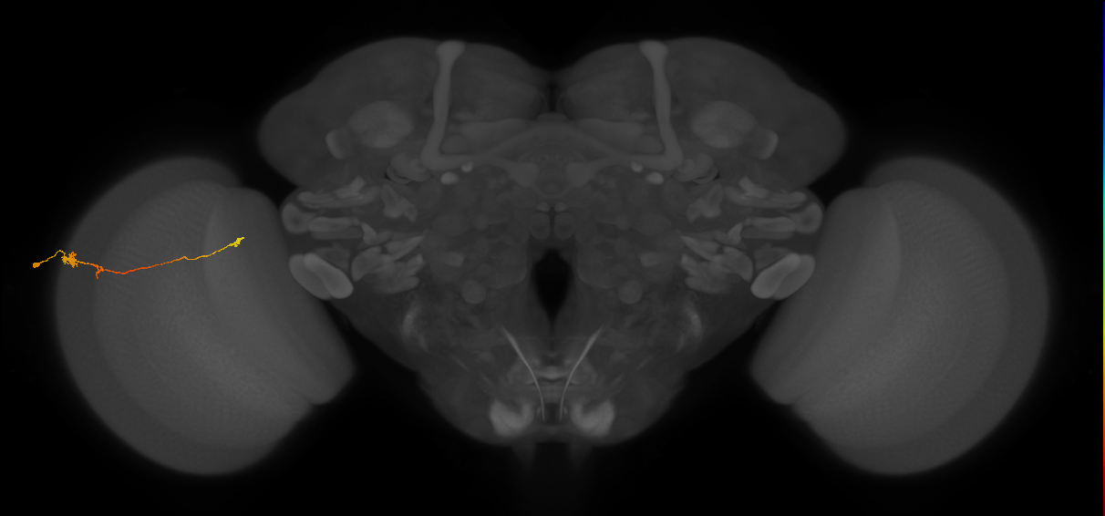 Tm20_L (MaleCNS:27479)