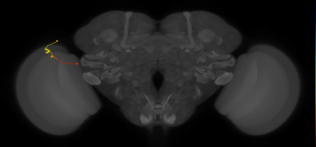 Tm20_L (MaleCNS:531694)