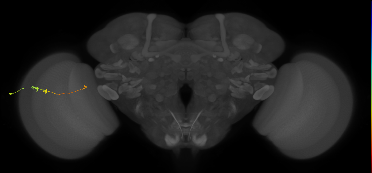 Tm20_L (MaleCNS:105912)