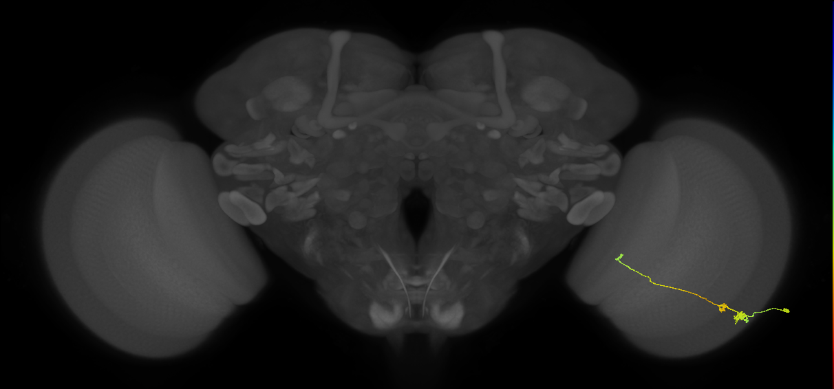 Tm20_R (MaleCNS:88041)