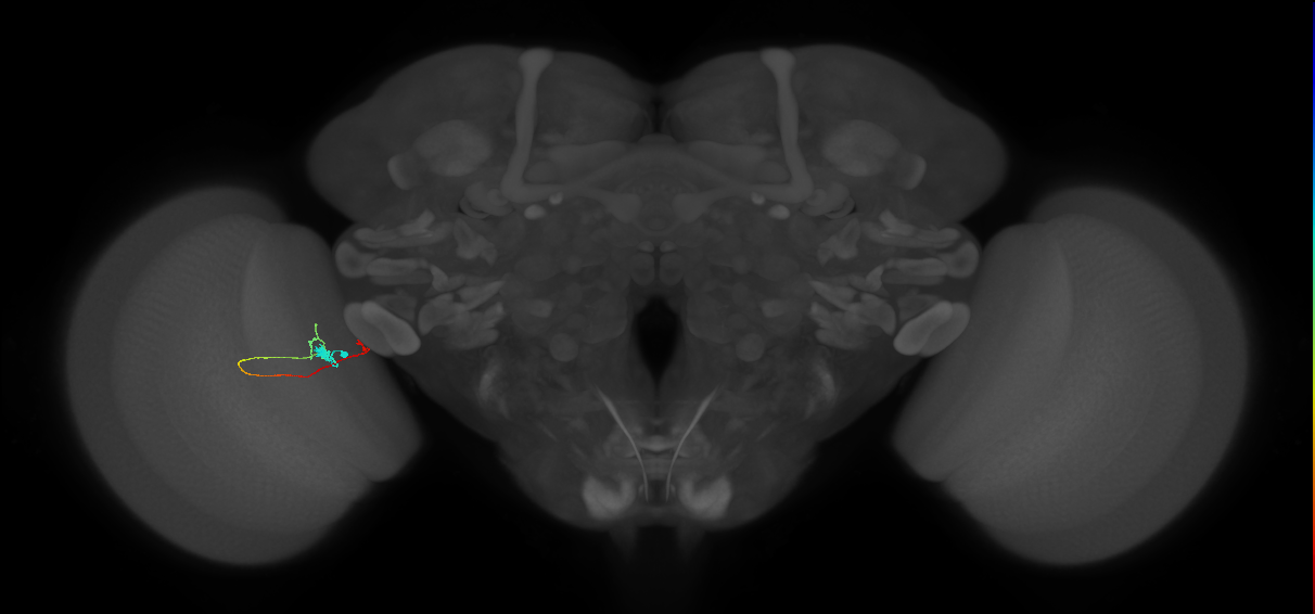 Tm20_L (MaleCNS:143066)