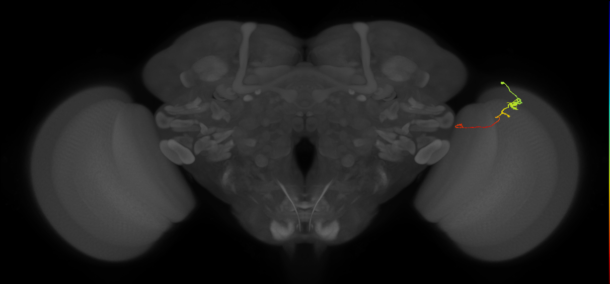 Tm20_R (MaleCNS:136236)