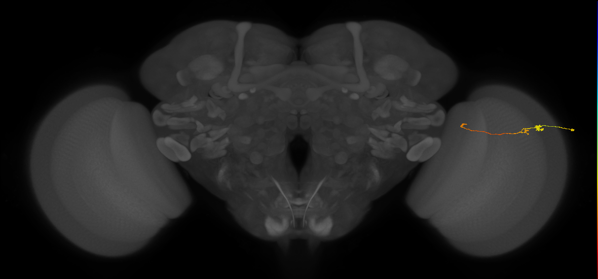 Tm20_R (MaleCNS:138007)