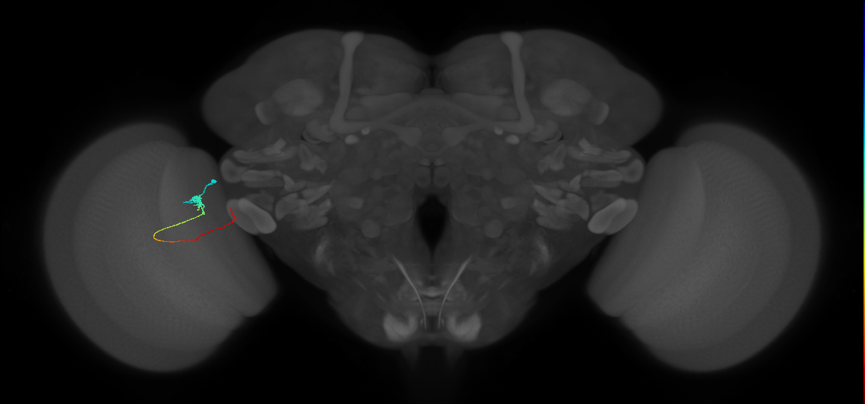Tm20_L (MaleCNS:141404)