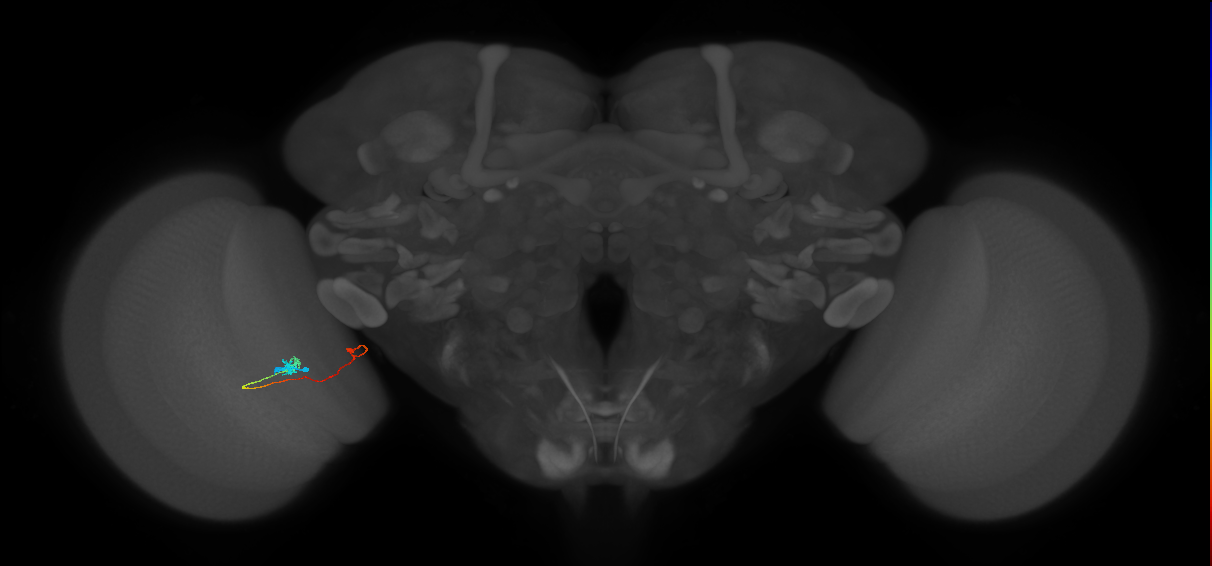 Tm20_L (MaleCNS:516933)