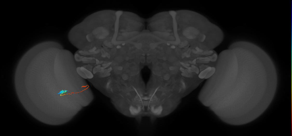 Tm20_L (MaleCNS:523662)