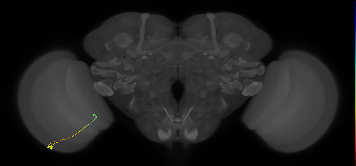 Tm20_L (MaleCNS:132930)