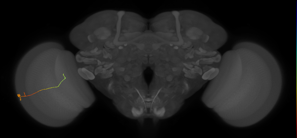 Tm20_L (MaleCNS:218373)