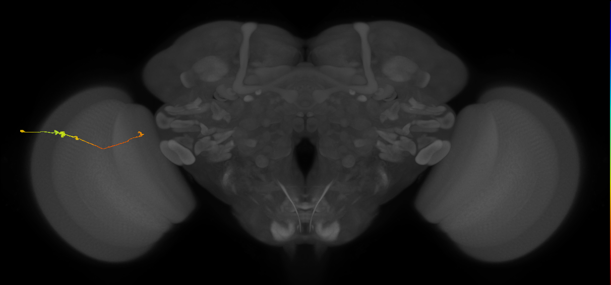 Tm20_L (MaleCNS:125211)