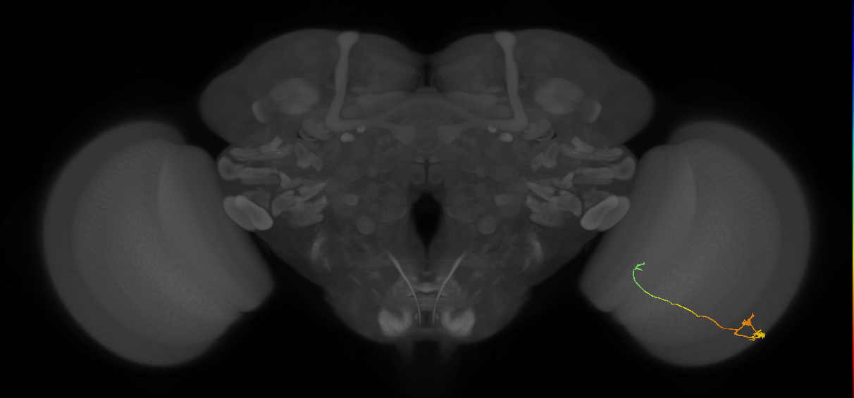 Tm20_R (MaleCNS:117236)