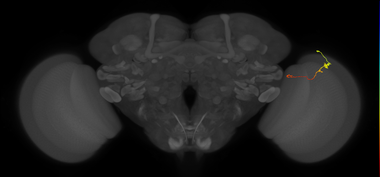 Tm20_R (MaleCNS:124691)