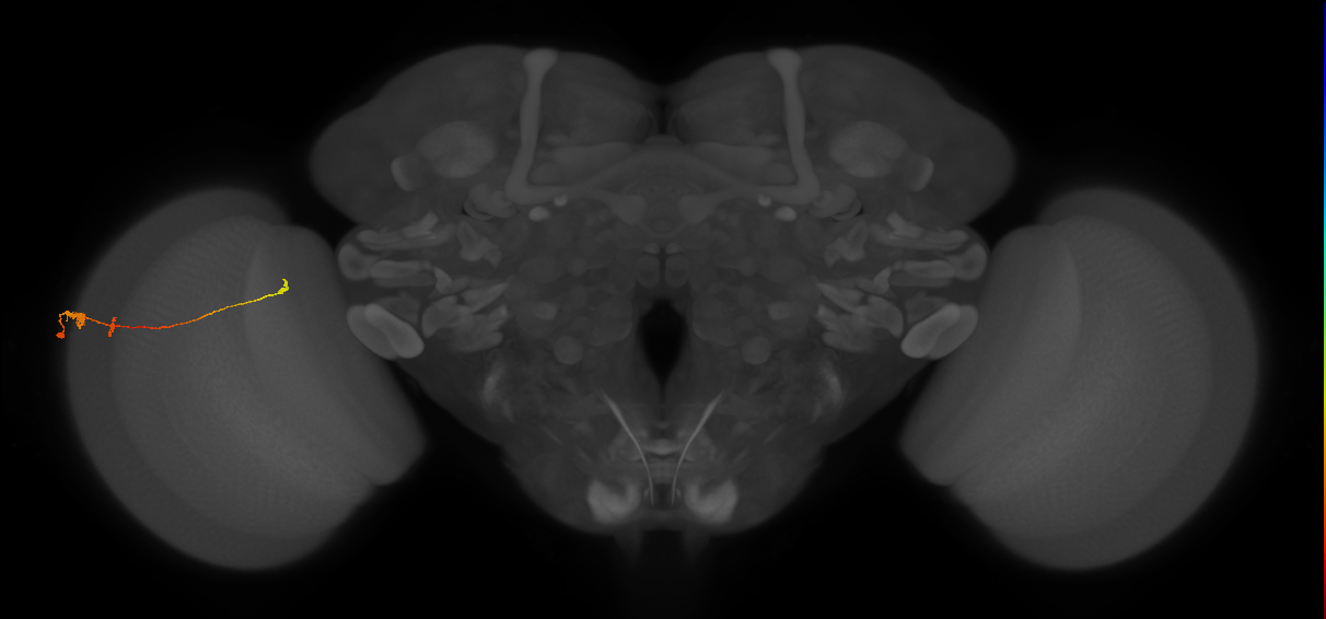 Tm20_L (MaleCNS:63219)